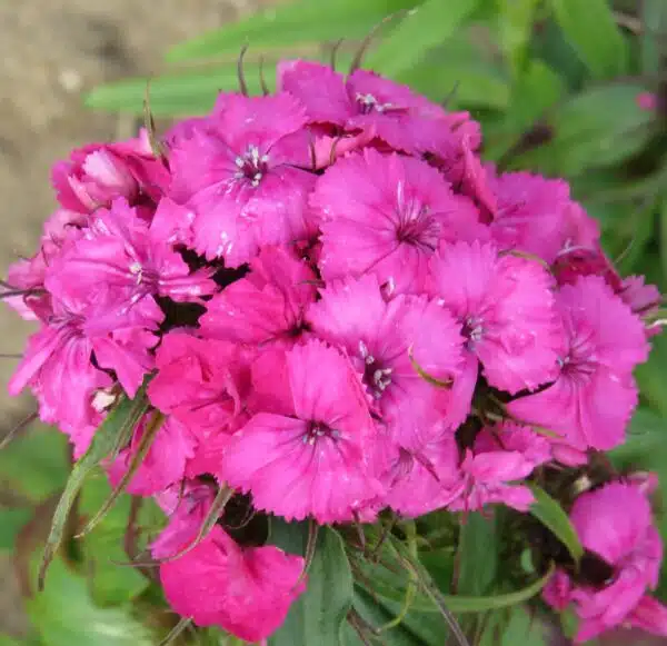 Dianthus barbatus QIS® Etournelle Rose