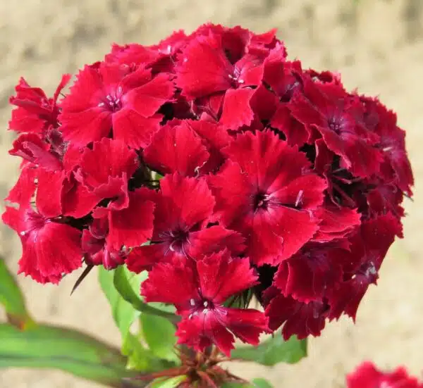Dianthus barbatus QIS® Etournelle Crimson