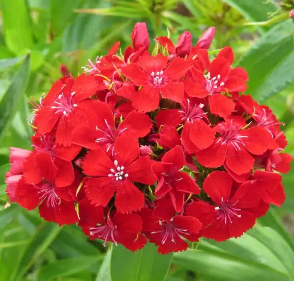 Dianthus barbatus QIS® Etournelle Scarlet
