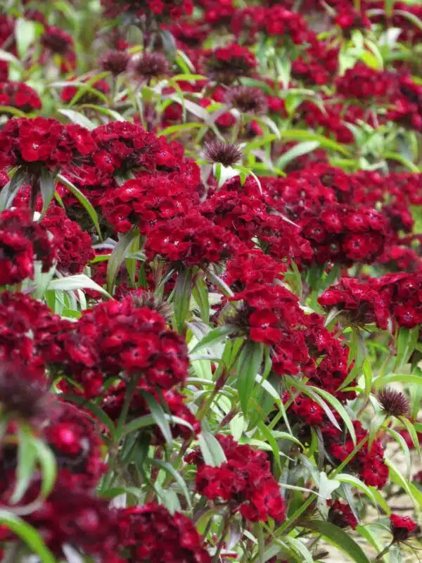 Dianthus barbatus QIS® Etournelle Dark Red