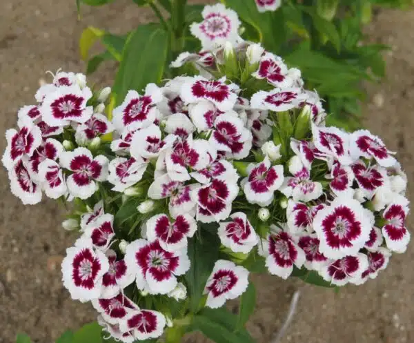 Dianthus barbatus QIS® Etournelle White with Eye