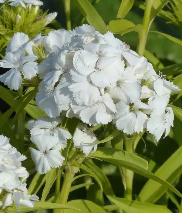 Dianthus barbatus QIS® Etournelle White