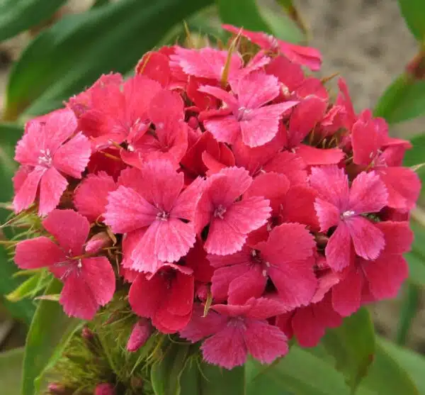 Dianthus barbatus QIS® Etournelle Salmon Shades