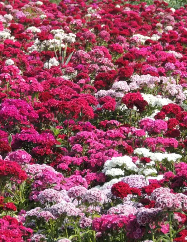 Dianthus barbatus QIS® Robustus Double mixture