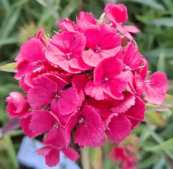 Dianthus barbatus Flora Pearl Salmon