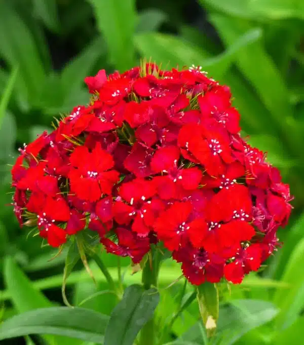 Dianthus barbatus Flora Pearl Scarlet