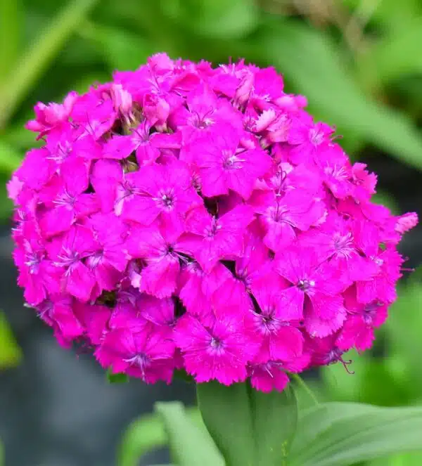 Dianthus barbatus Flora Pearl Violet