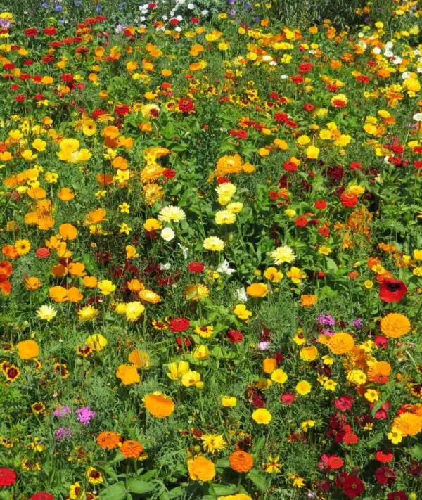Carpet Thousand Lights (annual mixture)