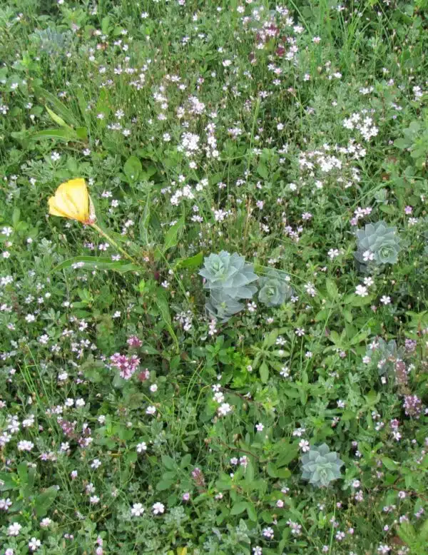 Flowery ground-cover (perennial mixture)
