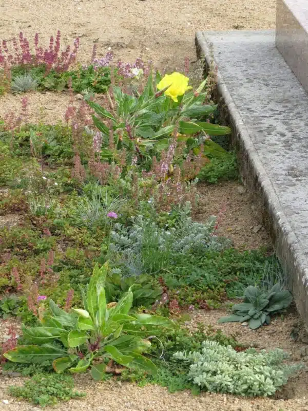 Flowery ground-cover (perennial mixture) - Afbeelding 2