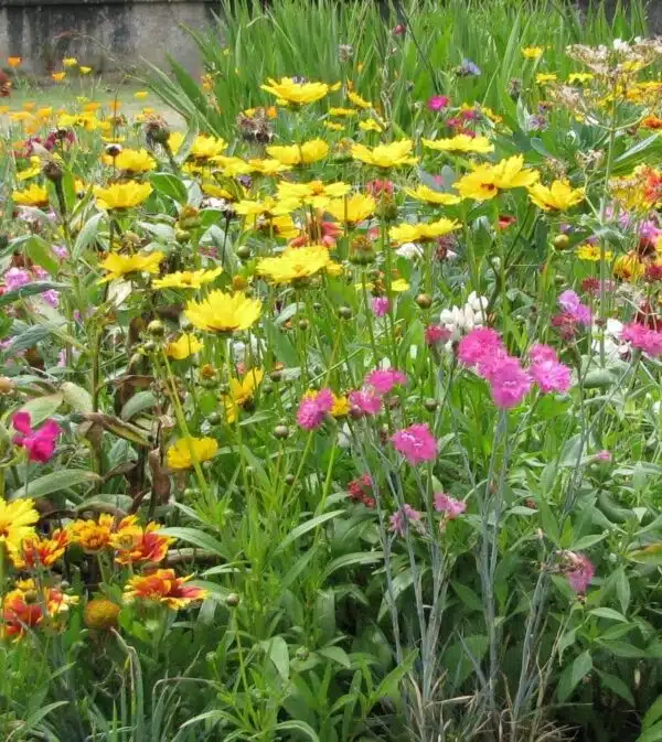Semi tall varieties (perennial mixture)