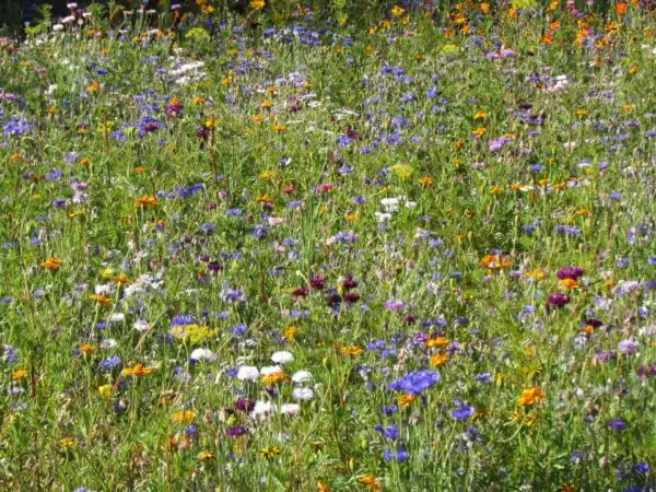 Flowers for beneficial insects - Afbeelding 2