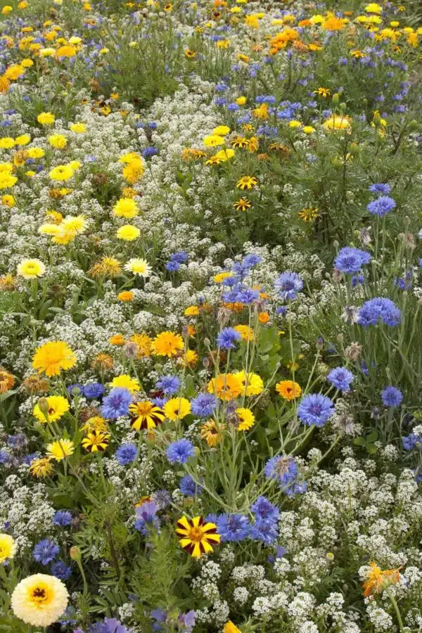 Flowers for beneficial insects