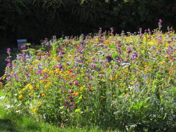 Blüten für Bienen &amp; Co (Jahresmischung) BIO - Bild 2