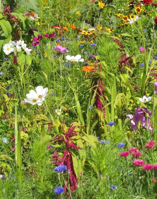 Blumen für Vögel (Jahresmischung)