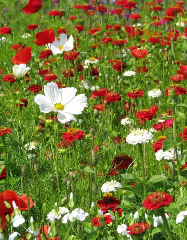 Tapis Vanille-Fraise (mélange annuel en blanc et rouge)