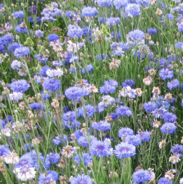 Blue Shades (annual mixture)