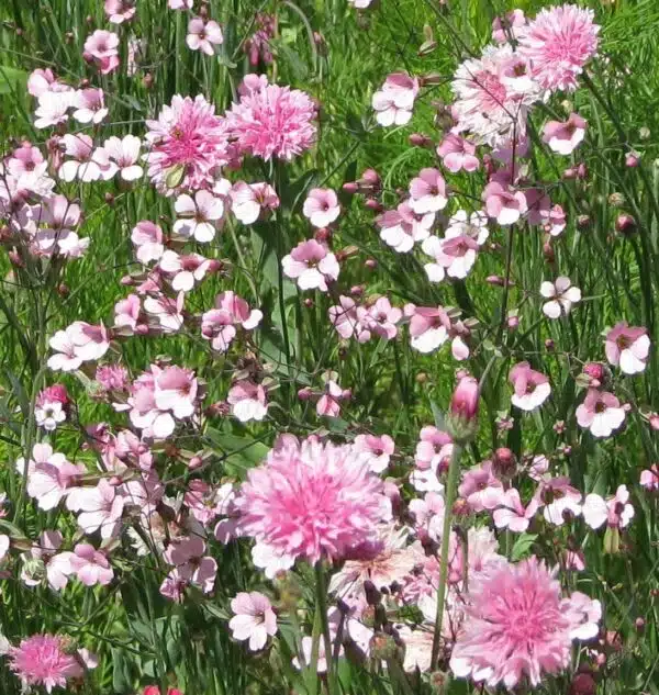Pink Shades (annual mixture)