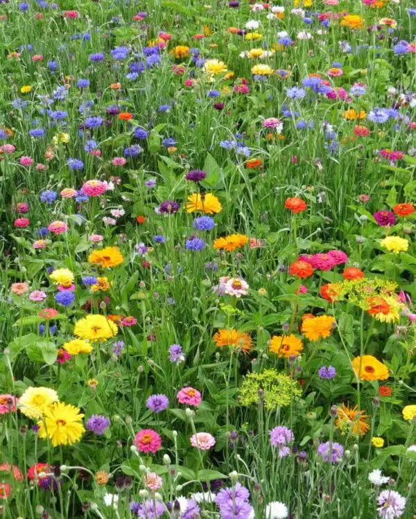Carpet Mediterranean (annual mixture)