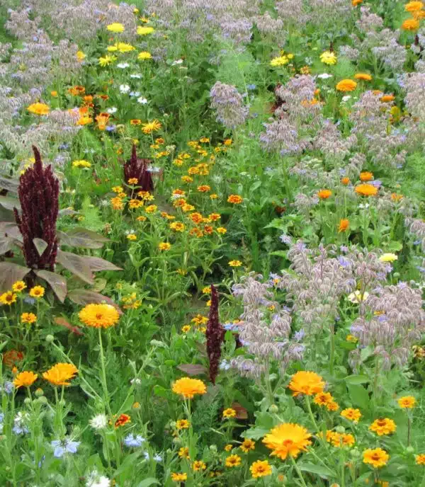 Companion Flowers against Slugs - Afbeelding 2