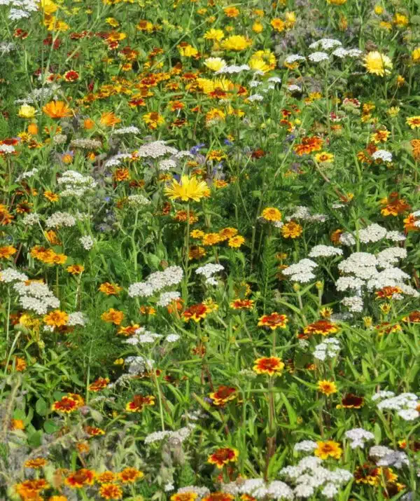 Companion Flowers against Slugs