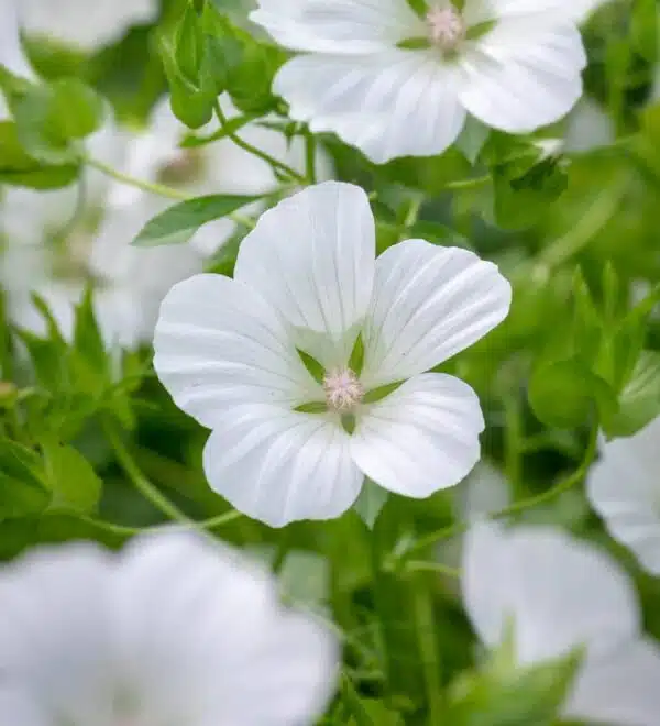Malope trifida Weiß