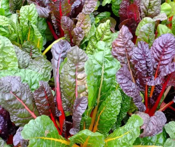 Beta vulgaris (Chard) Bright Lights - Afbeelding 2