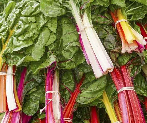 Beta vulgaris (Chard) Bright Lights