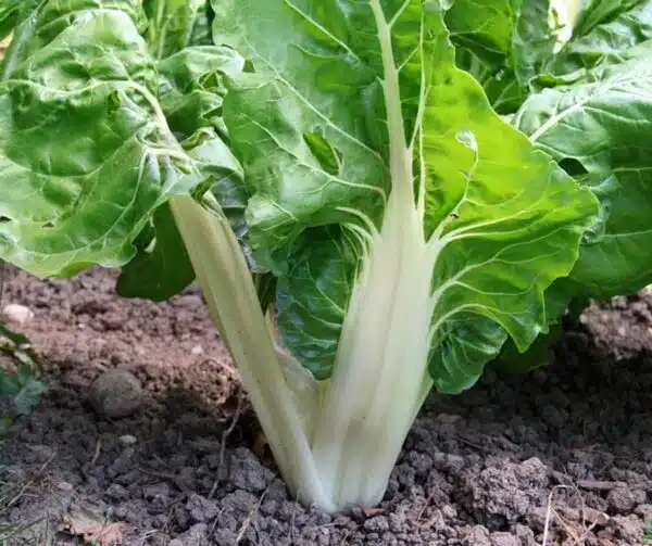 Beta vulgaris (Chard) White Silver 2