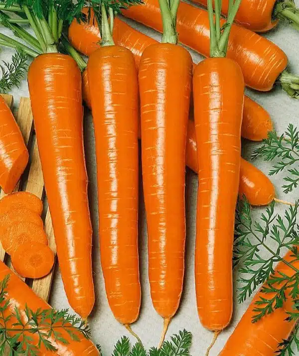 Daucus carota (morot) Marquette