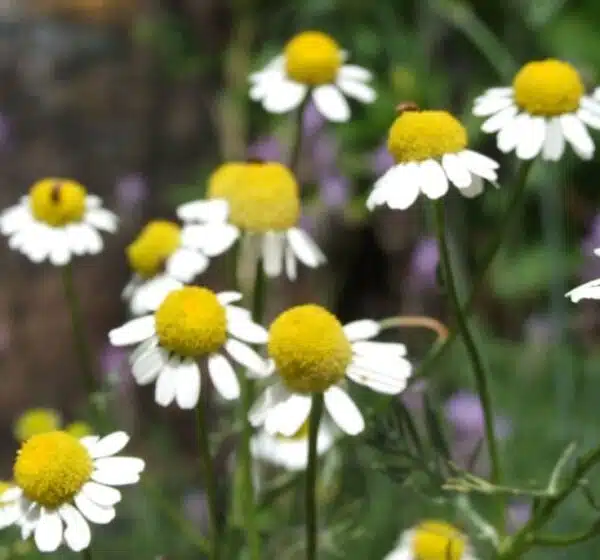 Matricaria recutita (Chamomile) - Afbeelding 2