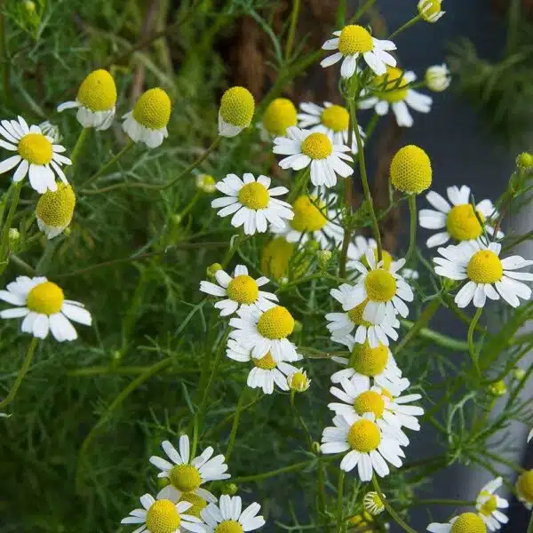 Matricaria recutita (Chamomile)