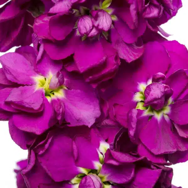 Matthiola incana (Stock) Milla Blue - Afbeelding 2