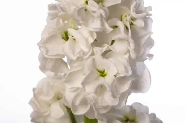 Маціёла белая (Matthiola incana) StoX® White - выява 2