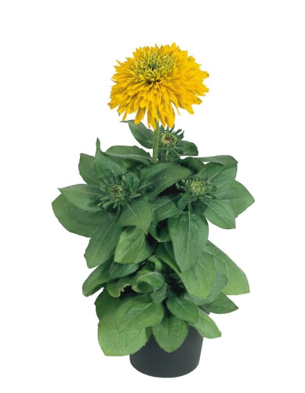 Rudbeckia hirta Maya - Afbeelding 3