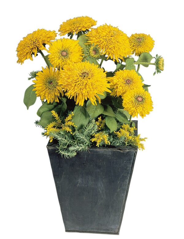 Rudbeckia hirta Maya