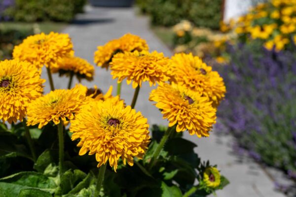 Rudbeckia hirta Maya - Afbeelding 4