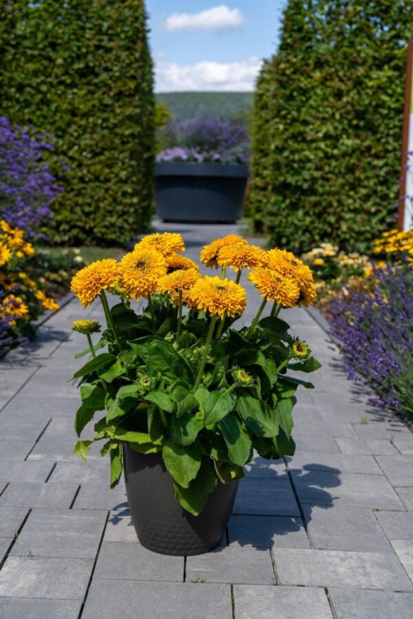 Rudbeckia hirta Maya - Afbeelding 5