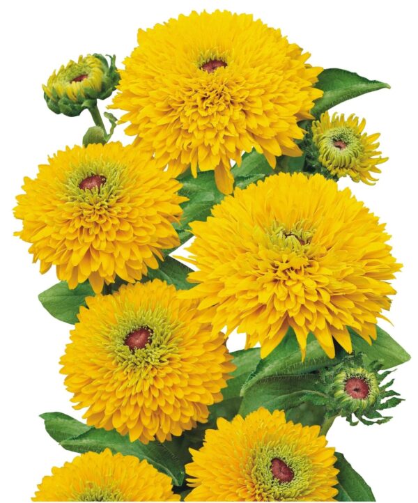 Rudbeckia hirta Maya - Afbeelding 2