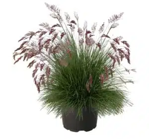 Melinis nerviglumis Savannah