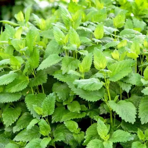 Melissa officinalis (Lemon Balm)