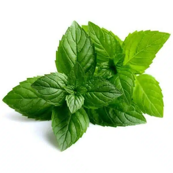 Mentha piperita (Peppermint) - Afbeelding 2