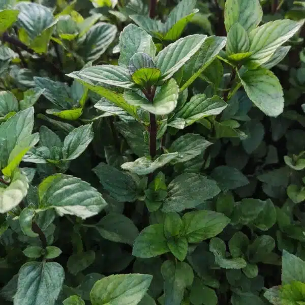 Mentha piperita (Peppermint) - Afbeelding 3