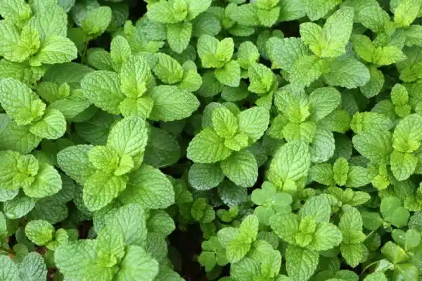Mentha spicata (Spearmint)