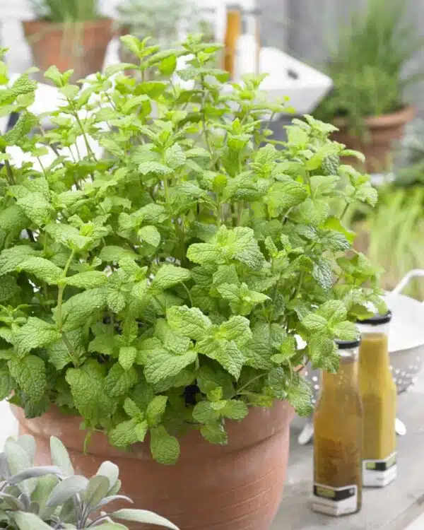 Mentha spicata (Spearmint) - Afbeelding 2