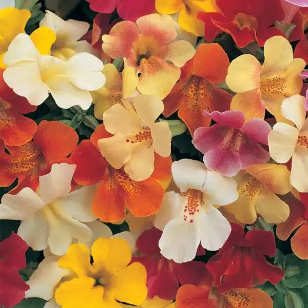 Mimulus hybrida F1 Magic mixture - Afbeelding 2