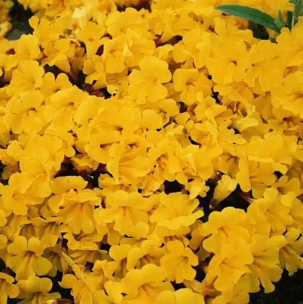 Mimulus hybrida F1 Jaune Magique
