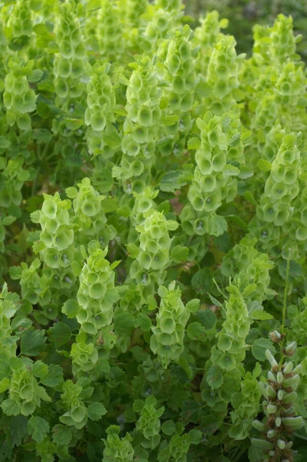 Званочкі Ірландыі (Moluccella laevis) - Выява 4