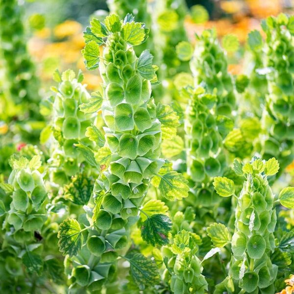 Званочкі Ірландыі (Moluccella laevis) - Выява 3