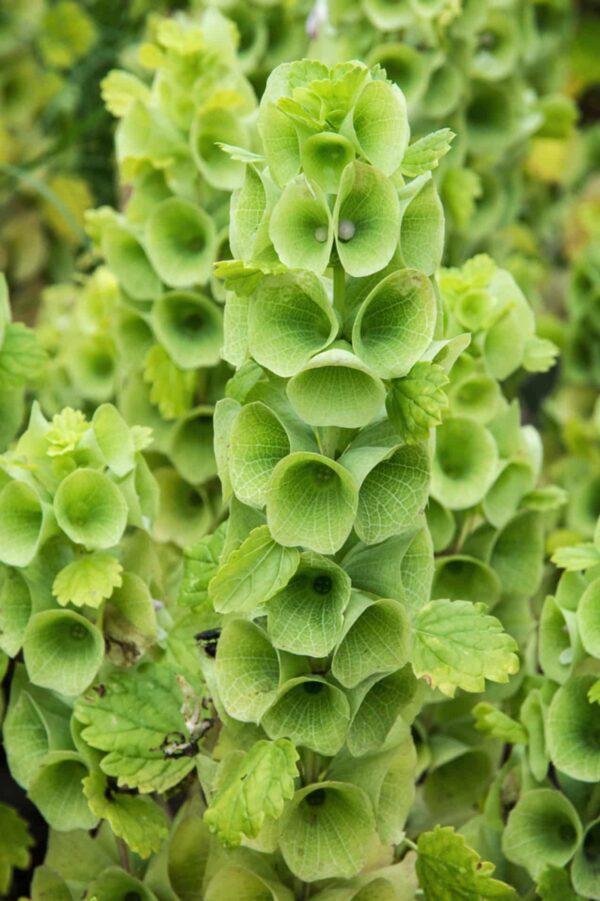 Moluccella laevis (Званочкі Ірландыі)